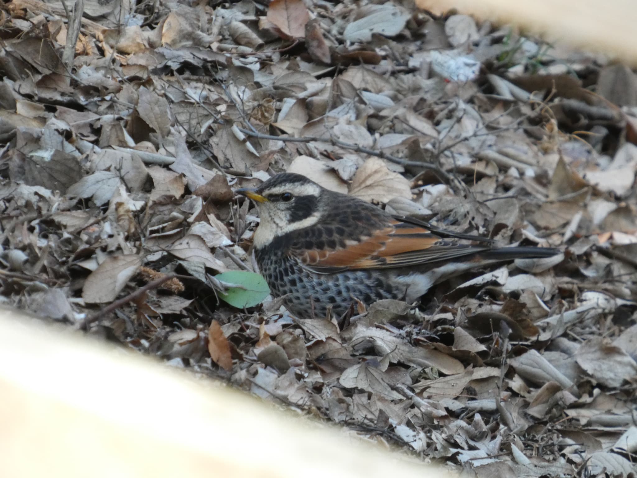 Turdus eunomus01